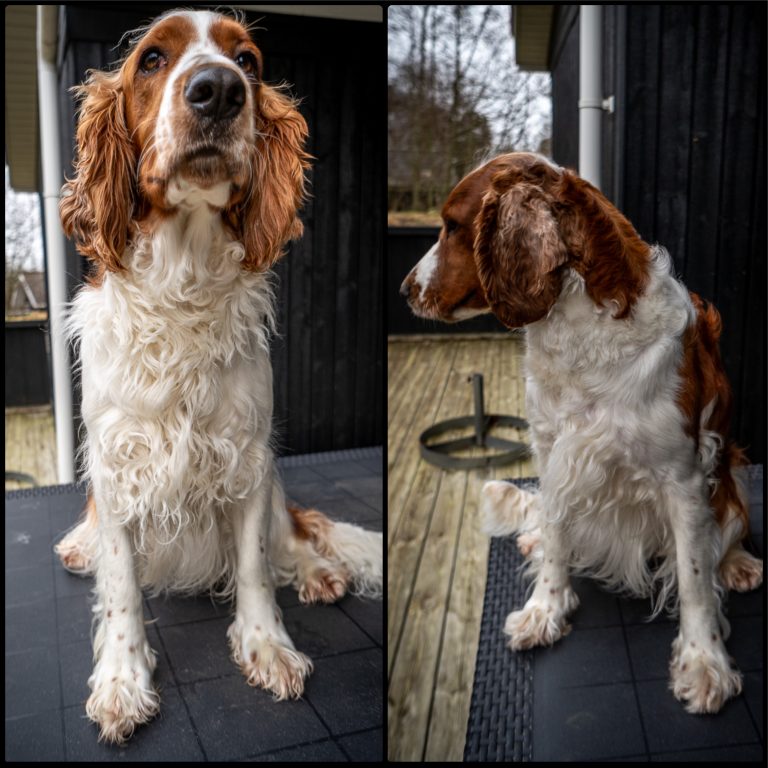 Trimm Hals und Brust vorher und nachher