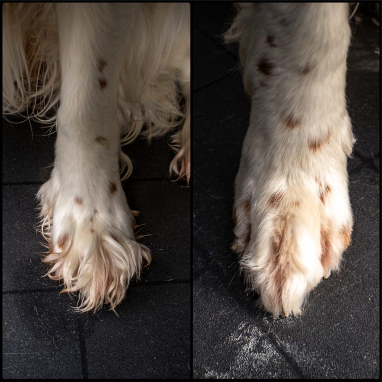 Trimm Pfoten vorher und nachher