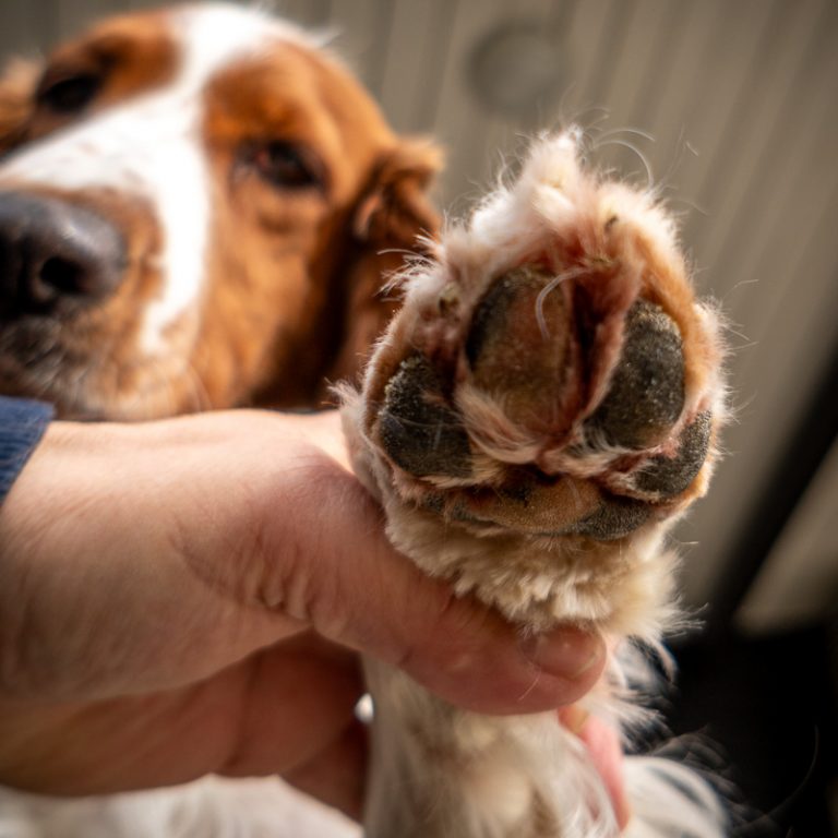 Trimm Pfoten Unterseite nachher